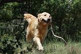 GOLDEN RETRIEVER 1155